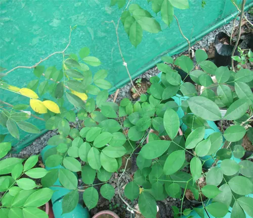 Young Afzelia rhomboidea (Tindalo) saplings with green compound leaves in pots.