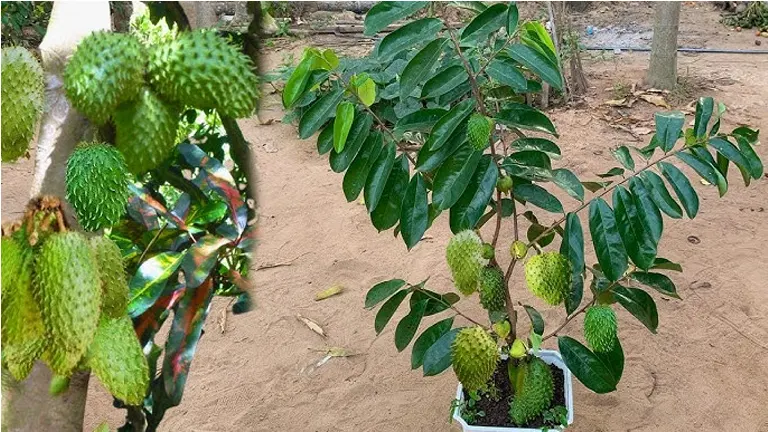 Young Philippine Guyabano tree with green spiky fruits.