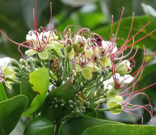 Close-up of Intsia bijuga (Ipil) flowers with pale yellow petals and long red stamens.