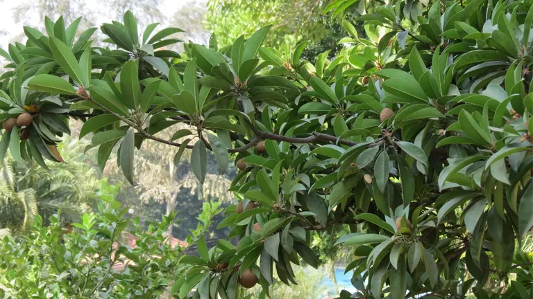 Branch of a Philippine Chico tree with broad, green leaves and small, brown fruits.