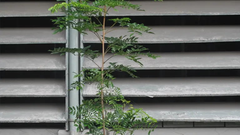 Young Banuyo tree with green leaves growing beside a concrete structure.