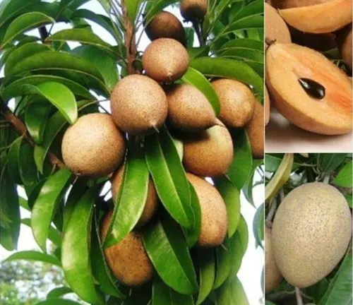 Close-up of Manilkara Zapota (Chico) fruits on a branch, with a sliced view showing the brown flesh and black seed.