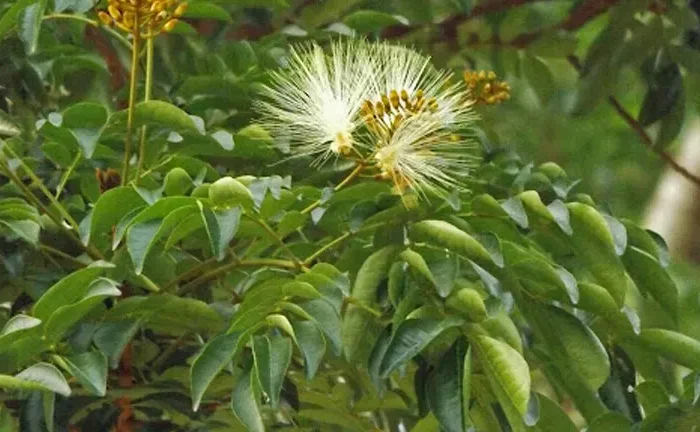 Banuyo Tree