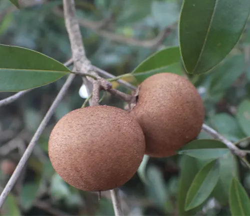 Two Achras Zapota (Sapodilla) fruits hanging from a branch with green leaves.