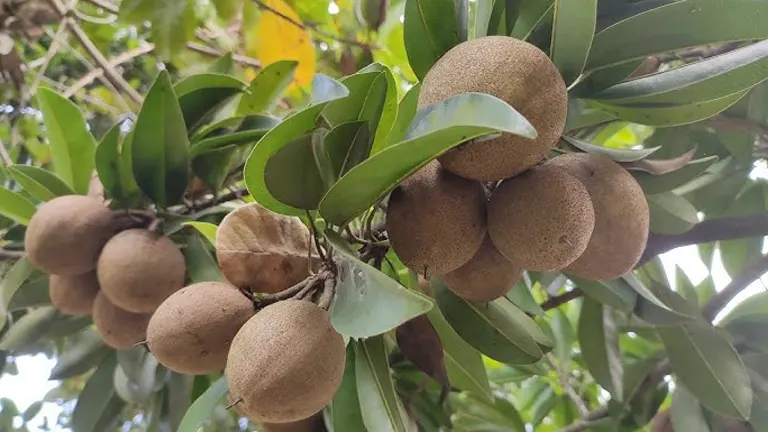 Cluster of Philippine Chico fruits on a branch with green leaves.