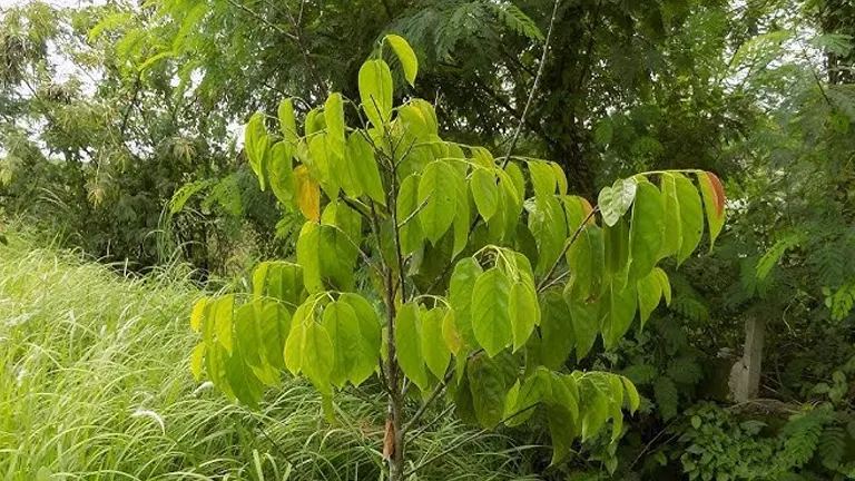 Young Philippine White Lauan tree with vibrant green leaves in a natural forest setting.