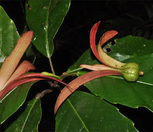 Red Lauan tree with winged fruit and glossy green leaves.