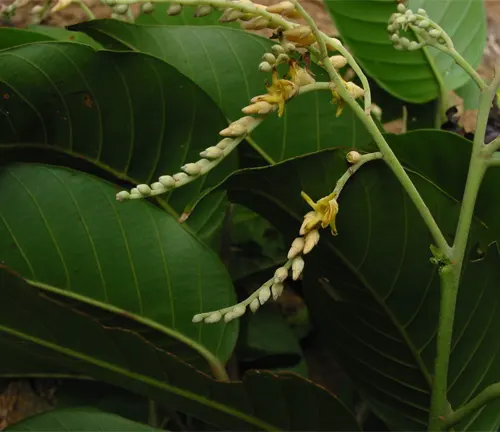 Tanguile tree with yellow flowering spikes and broad green leaves.