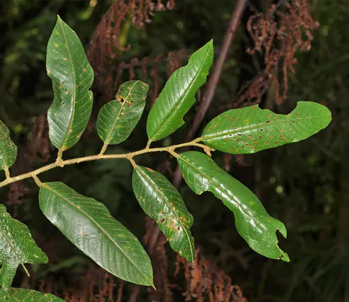 Almon tree branch with elongated green leaves showing minor insect damage.