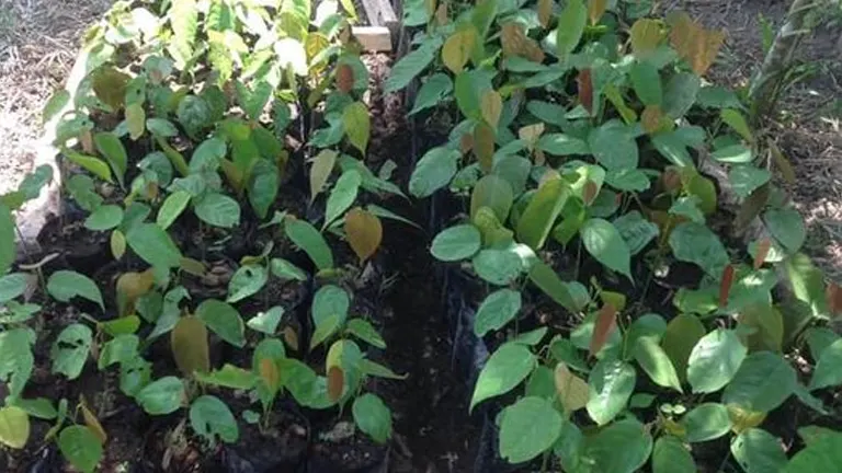 Young Philippine White Lauan seedlings in nursery bags.