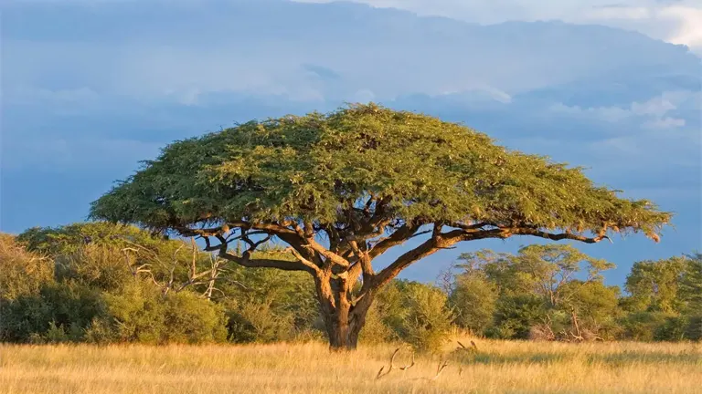 Wide-canopied Acacia tree standing in a grassy savanna under a cloudy sky.