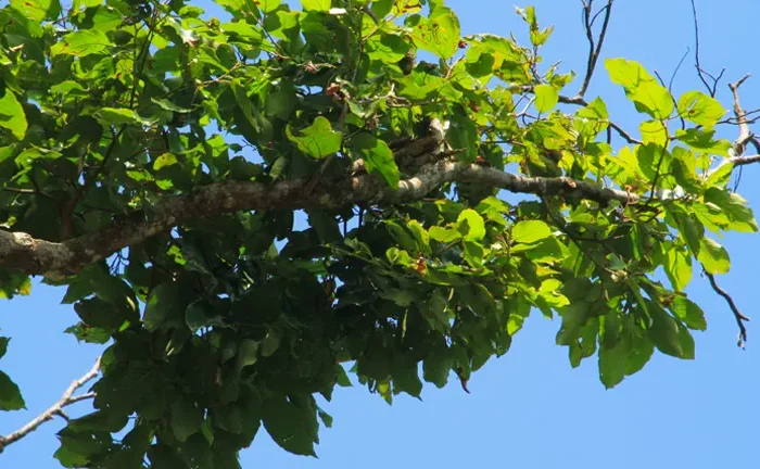 Bagtikan Tree