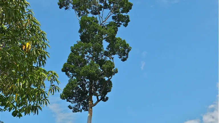 Tall Bagtikan tree with a dense green canopy against a clear blue sky.