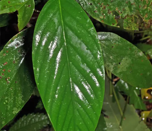 Close-up of a glossy green Parashorea malaanonan leaf with distinct veins.