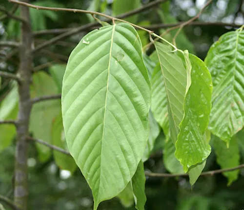 Close-up of light green Parashorea plicata leaves with prominent veins.