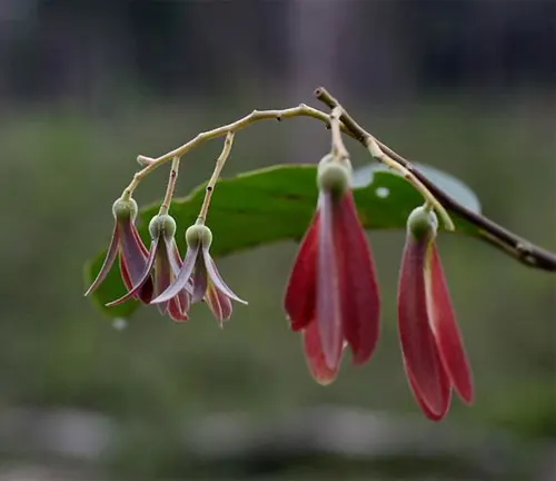 Cluster of red-winged fruits on a Parashorea lucida branch.