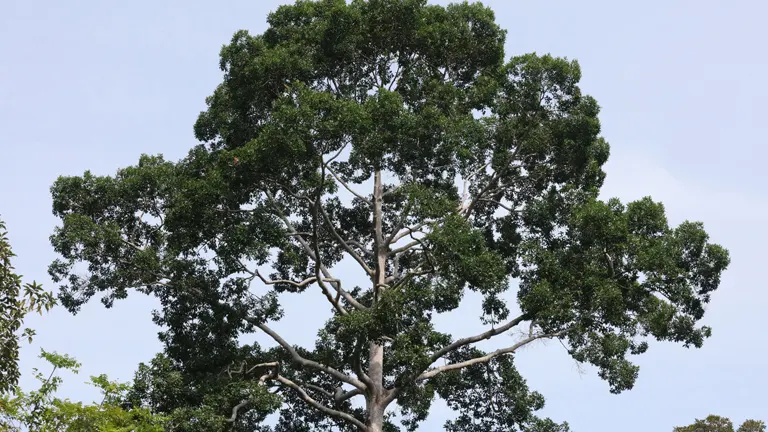 Broad canopy of a mature Bagtikan tree against a clear sky.