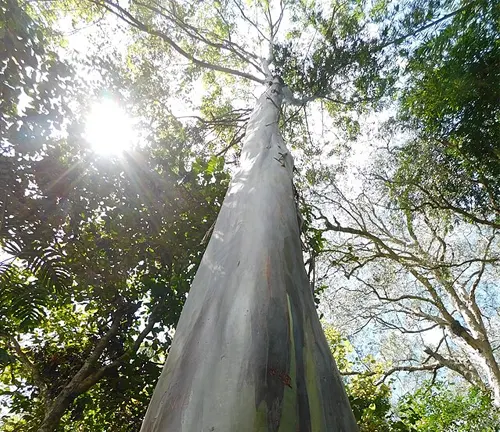 Tall Philippine Bagras Tree with smooth, peeling bark and sunlight filtering through leaves.