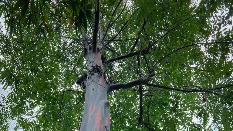 Upward view of the Philippine Bagras Tree with distinctive peeling bark and lush green foliage.