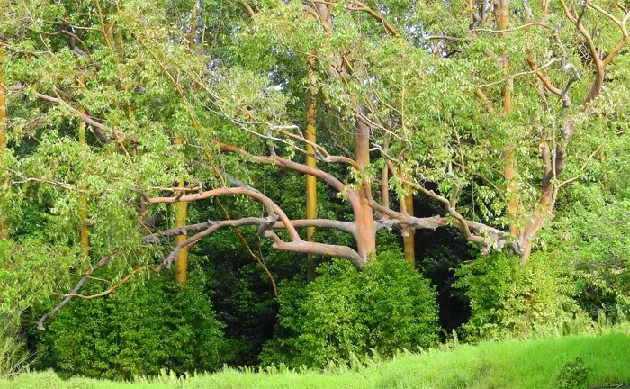 Philippine Bagras Tree