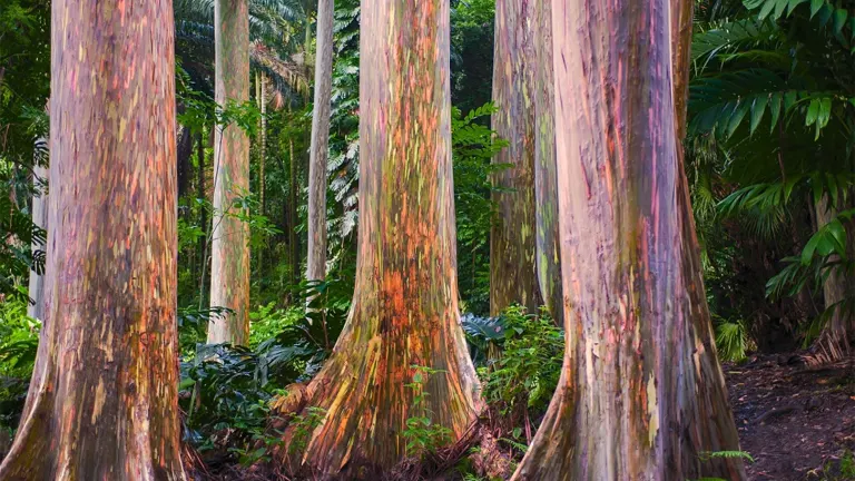 Philippine Bagras Trees with multicolored, peeling bark in a dense forest.