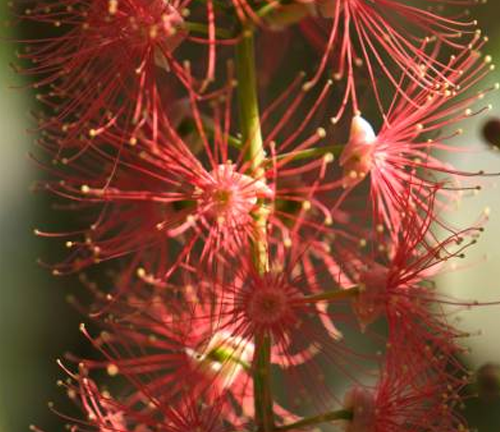 A close-up of a cluster of bright red flowers with long, thin petals, resembling fireworks.