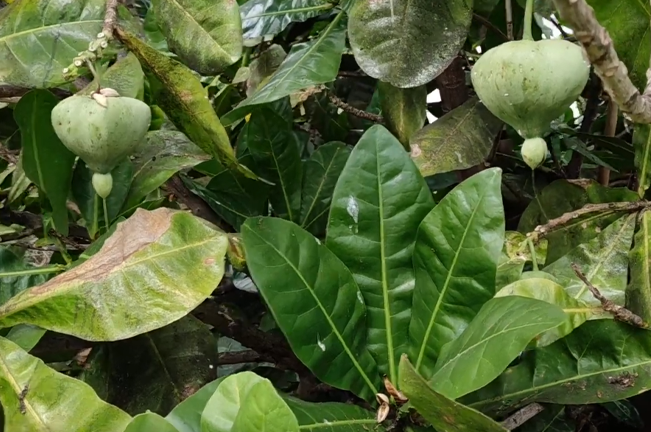 A close-up of a tree with large, green leaves and several green, pear-shaped fruits hanging from branches.