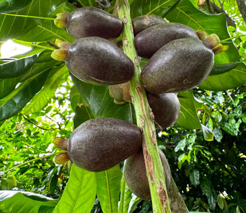 A cluster of dark purple, oval-shaped fruits hanging from a branch, with green leaves in the background.