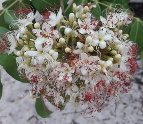 A close-up of a cluster of small, white flowers with long, red stamens and a few unopened buds.