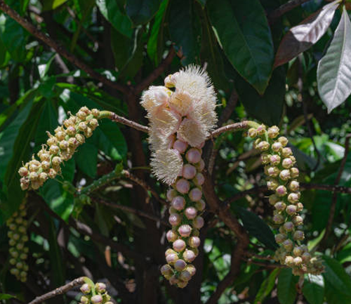 A cluster of long, slender flower stalks with small, white, fluffy flowers at the ends, hanging from a tree branch.