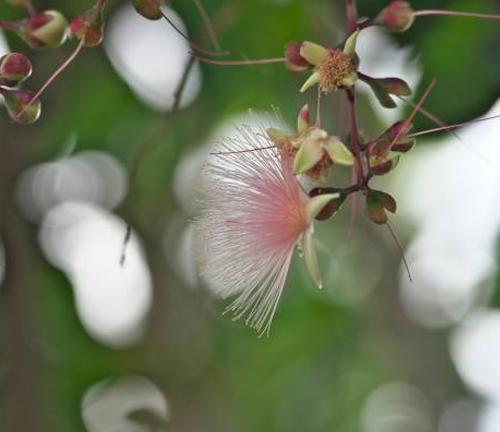 A single pink flower with long, feathery petals hangs from a thin branch, with green leaves and buds visible in the background.