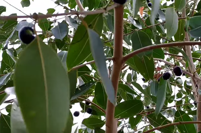 A tree branch with dark, round fruits and green leaves against a bright sky.