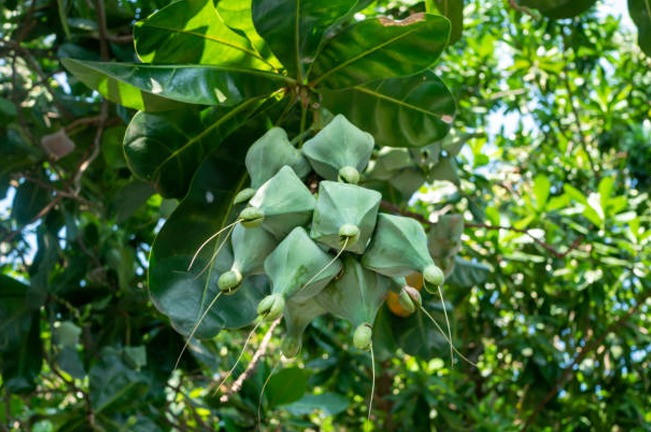  A cluster of green, five-sided fruits hanging from a tree branch, with long, thin stalks and visible seeds.