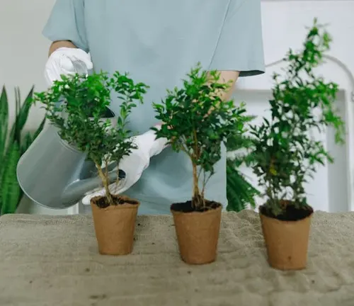 Person watering three small potted plants on a table with a watering can.