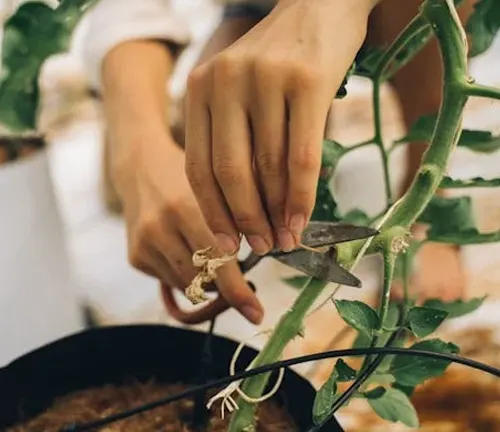 Person using scissors to prune a plant stem growing in a potted container.