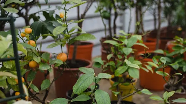 Lemon trees growing in pots with small ripe lemons on green leafy branches.