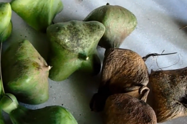 A group of green, bumpy fruits with a brown, fibrous husk, likely sea coconuts, sitting on a surface.