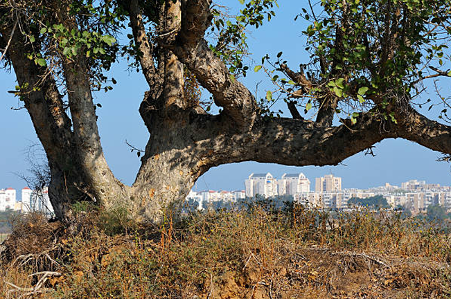 A large tree with twisting branches casts a shadow over a grassy hill. In the background, a city skyline with tall buildings is visible.