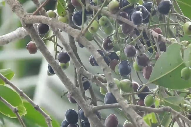 A tree branch with many small, round, dark blue and green fruits.