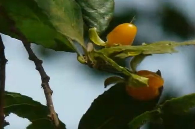 Two small, round, orange fruits hang from a branch with green leaves. The background is blurred, with a blue sky visible.