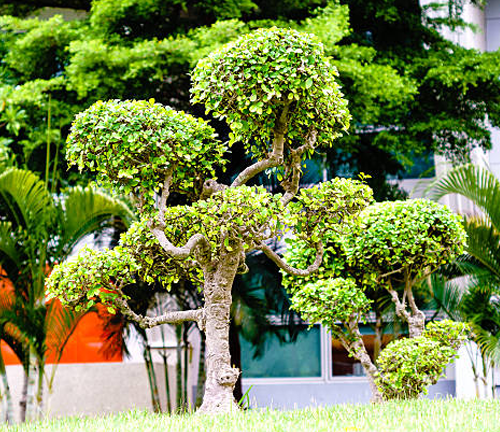 A bonsai tree with multiple rounded shapes and green leaves stands on a grassy lawn. Behind it, there are tall buildings and other trees.