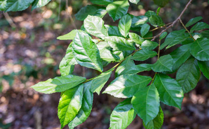 Kalios Tree