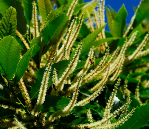 A close-up of a chestnut tree branch with many long, feathery catkins hanging from it. The catkins are a light yellow color and are surrounded by green leaves.