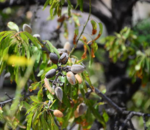 A branch of an almond tree with several almonds hanging from it. The almonds are green and have a fuzzy exterior. The leaves on the branch are green and healthy.