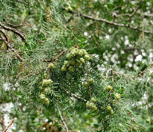 A branch of a coniferous tree with many small, green cones. The leaves are needle-like and dark green.