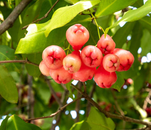 A cluster of pink, bell-shaped fruits hanging from a tree branch with green leaves.