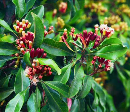 A close-up of a clove tree branch with green leaves, red flower buds, and white flowers.