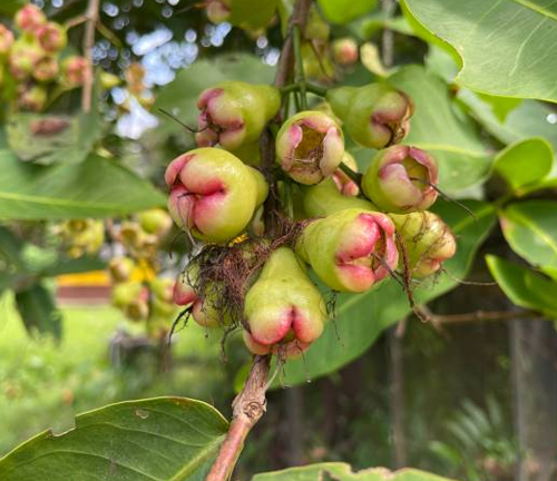 A cluster of green rose apples with pink blush, hanging from a tree branch.