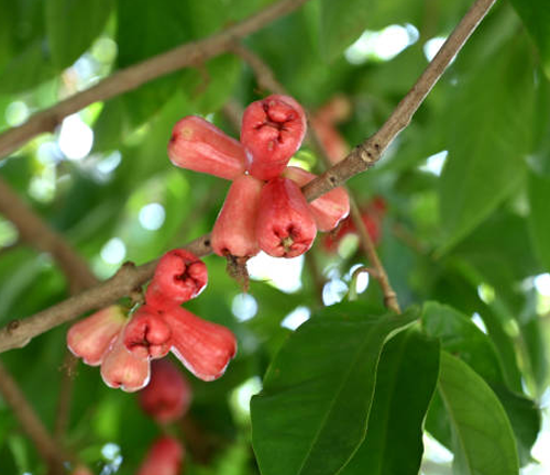 A cluster of small, pink, bell-shaped fruits hanging from a tree branch.