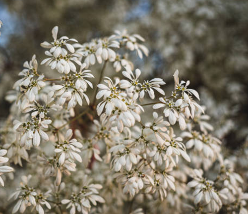  A close-up of a cluster of small, white flowers with delicate petals.